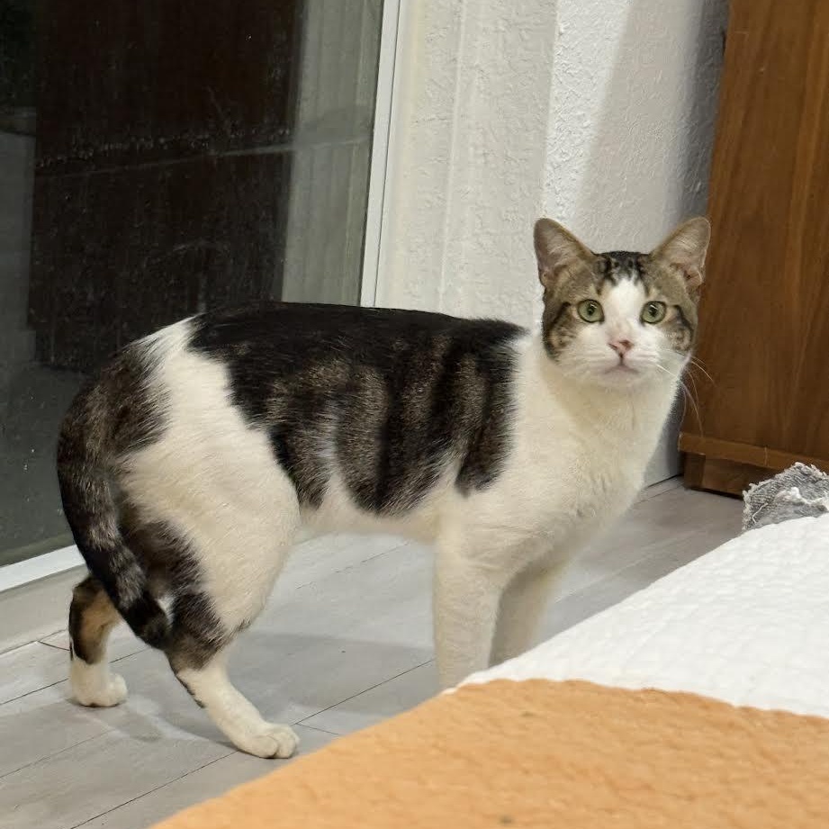 Valentino, Adoptable, Adult Male Tabby.