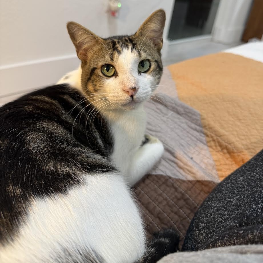 Enlarge Valentino, a Adoptable Tabby in Vernon , CT image 2/6