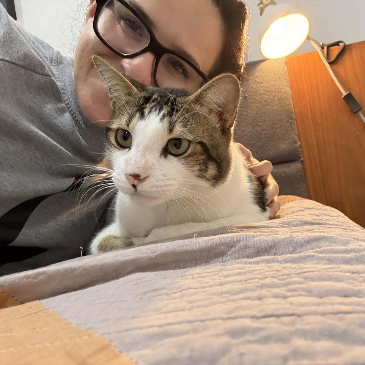 Enlarge Valentino, a Adoptable Tabby in Vernon , CT image 6/6