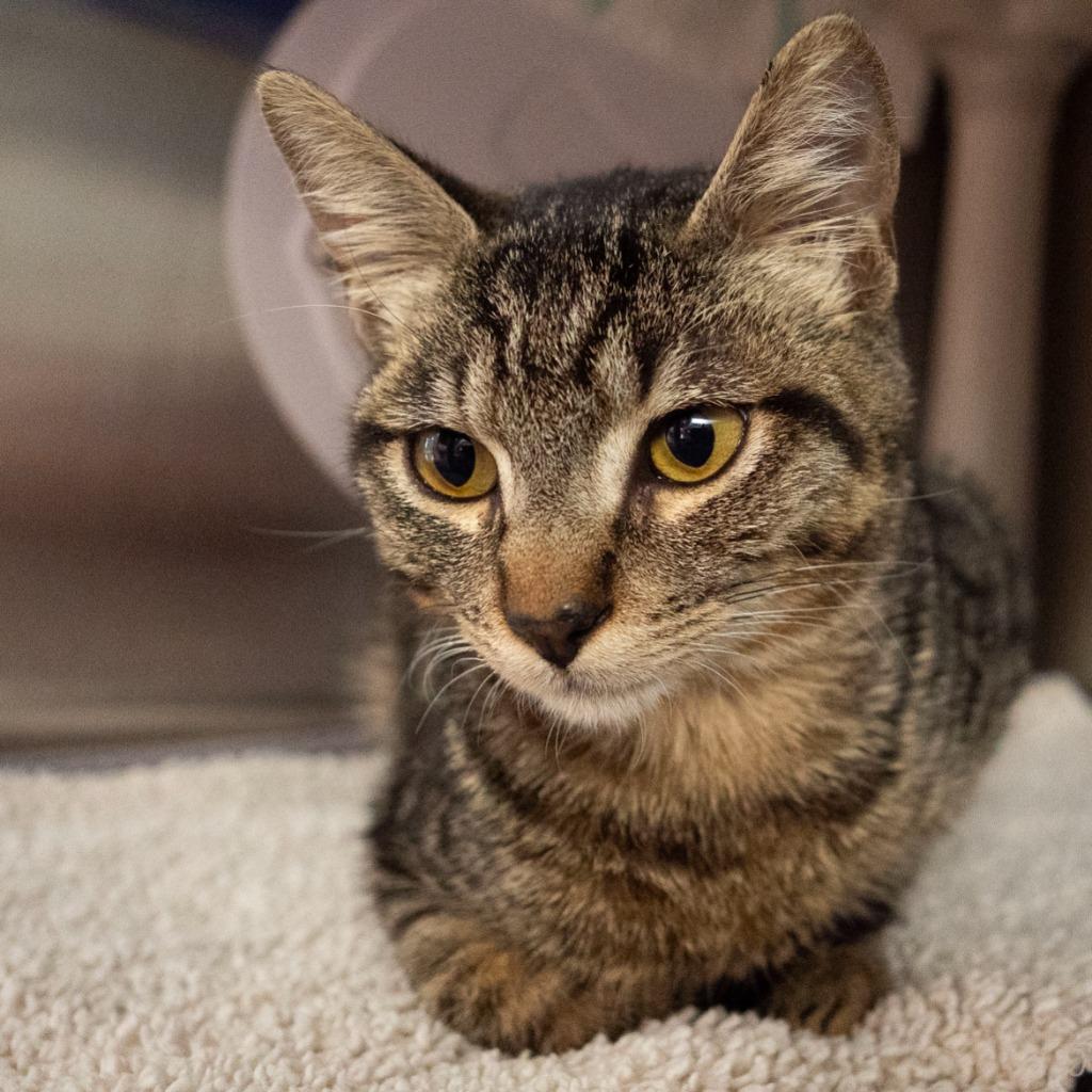 Phunny Bone, Adoptable, Kitten Male Domestic Short Hair.