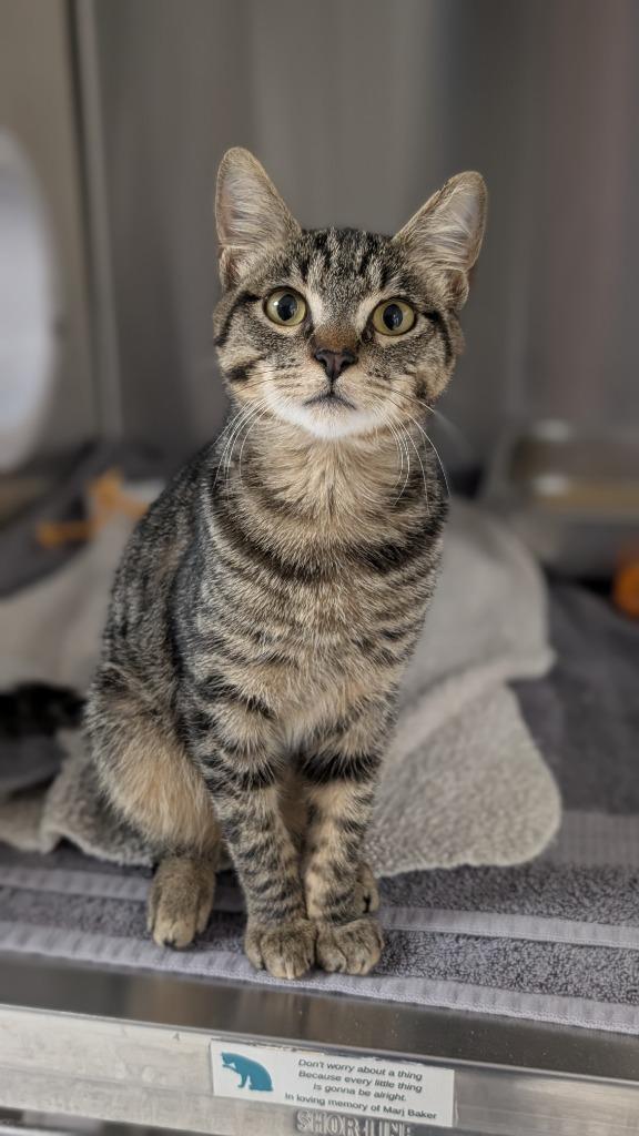 Enlarge Phunny Bone, a Adoptable mixed breed in Shoreline, WA image 2/5
