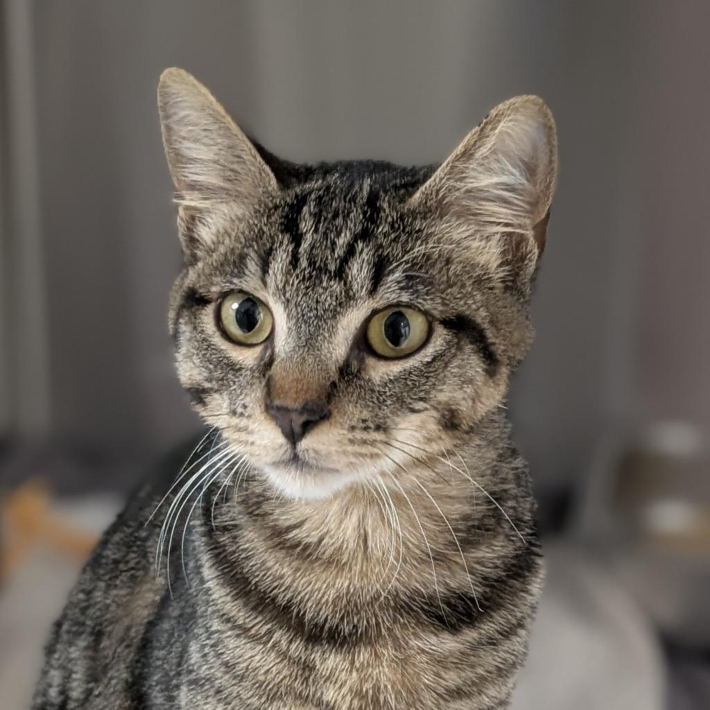 Enlarge Phunny Bone, a Adoptable mixed breed in Shoreline, WA image 3/5