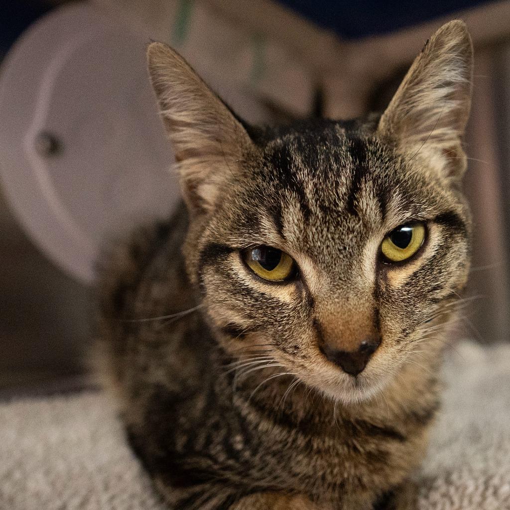 Enlarge Phunny Bone, a Adoptable mixed breed in Shoreline, WA image 4/5