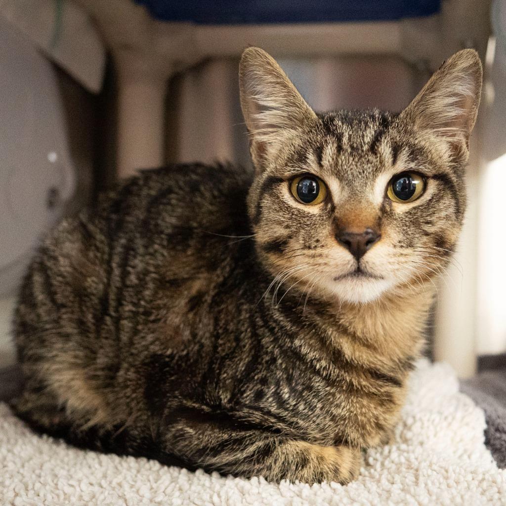 Enlarge Phunny Bone, a Adoptable mixed breed in Shoreline, WA image 5/5