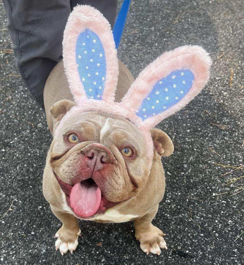Tater & Tater Tot - healthy, young pair, Adopted, Young Female English Bulldog.