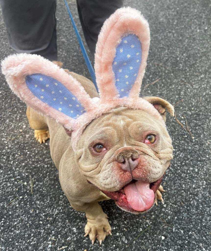 Enlarge Tater & Tater Tot - healthy, young pair, a Adopted English Bulldog in Jarrettsville, MD image 2/2