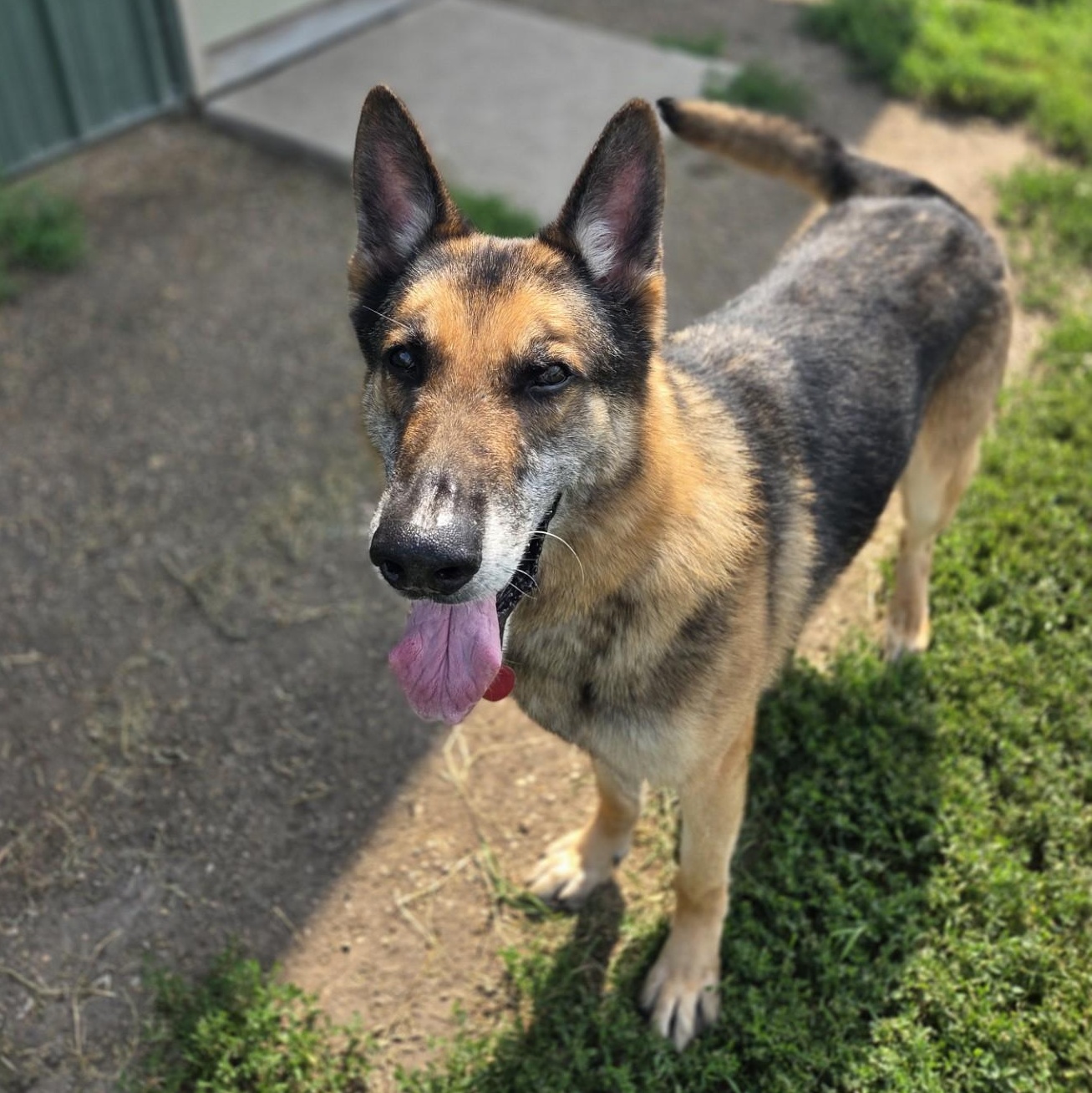 Taz, a ADOPTABLE German Shepherd Dog in Brookings, SD image 2/6