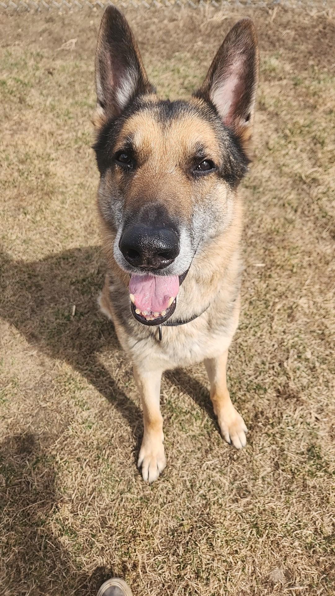 Enlarge Taz, a ADOPTABLE German Shepherd Dog in Brookings, SD image 4/4