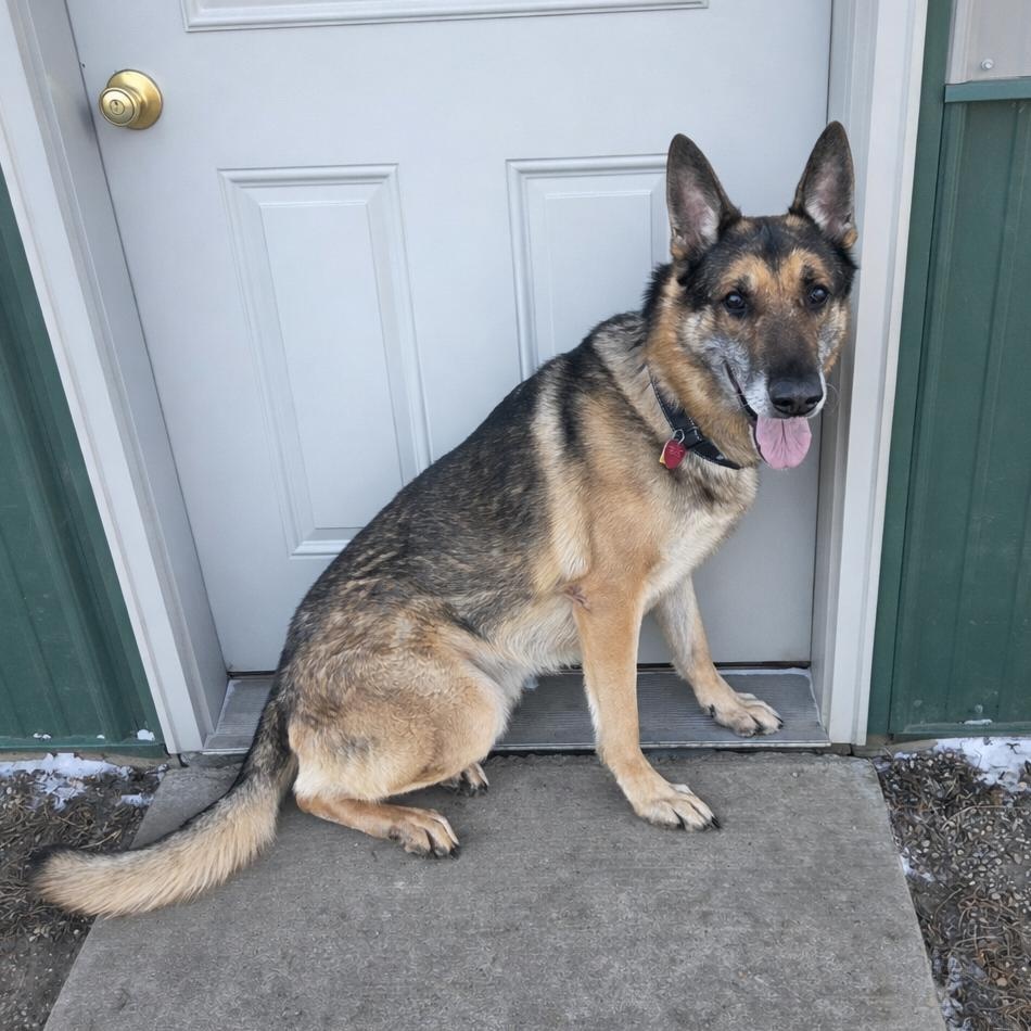 Enlarge Taz, a ADOPTABLE German Shepherd Dog in Brookings, SD image 2/3