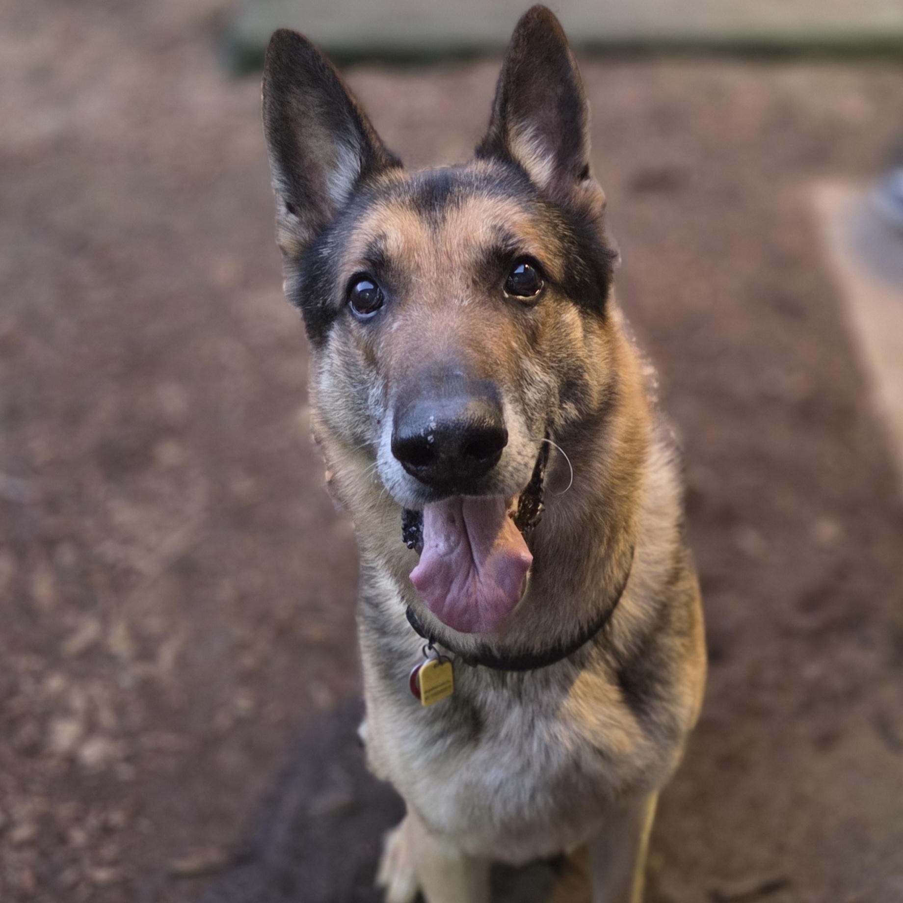 Taz, ADOPTABLE, Senior Male German Shepherd Dog.