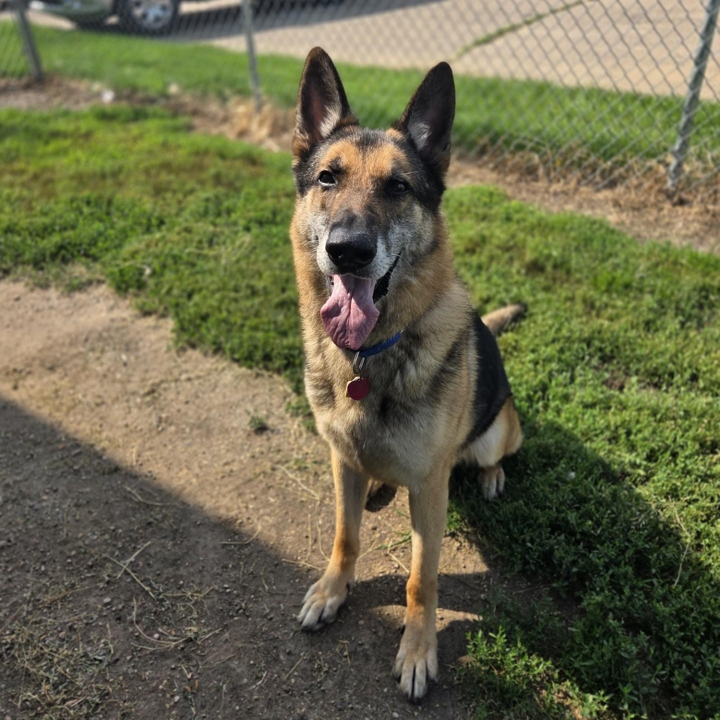 Taz, ADOPTABLE, Senior Male German Shepherd Dog.