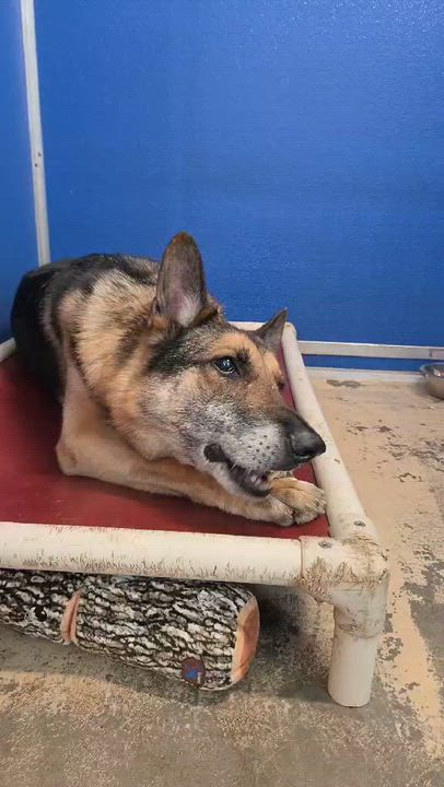 Enlarge Taz, a ADOPTABLE German Shepherd Dog in Brookings, SD video 5/6