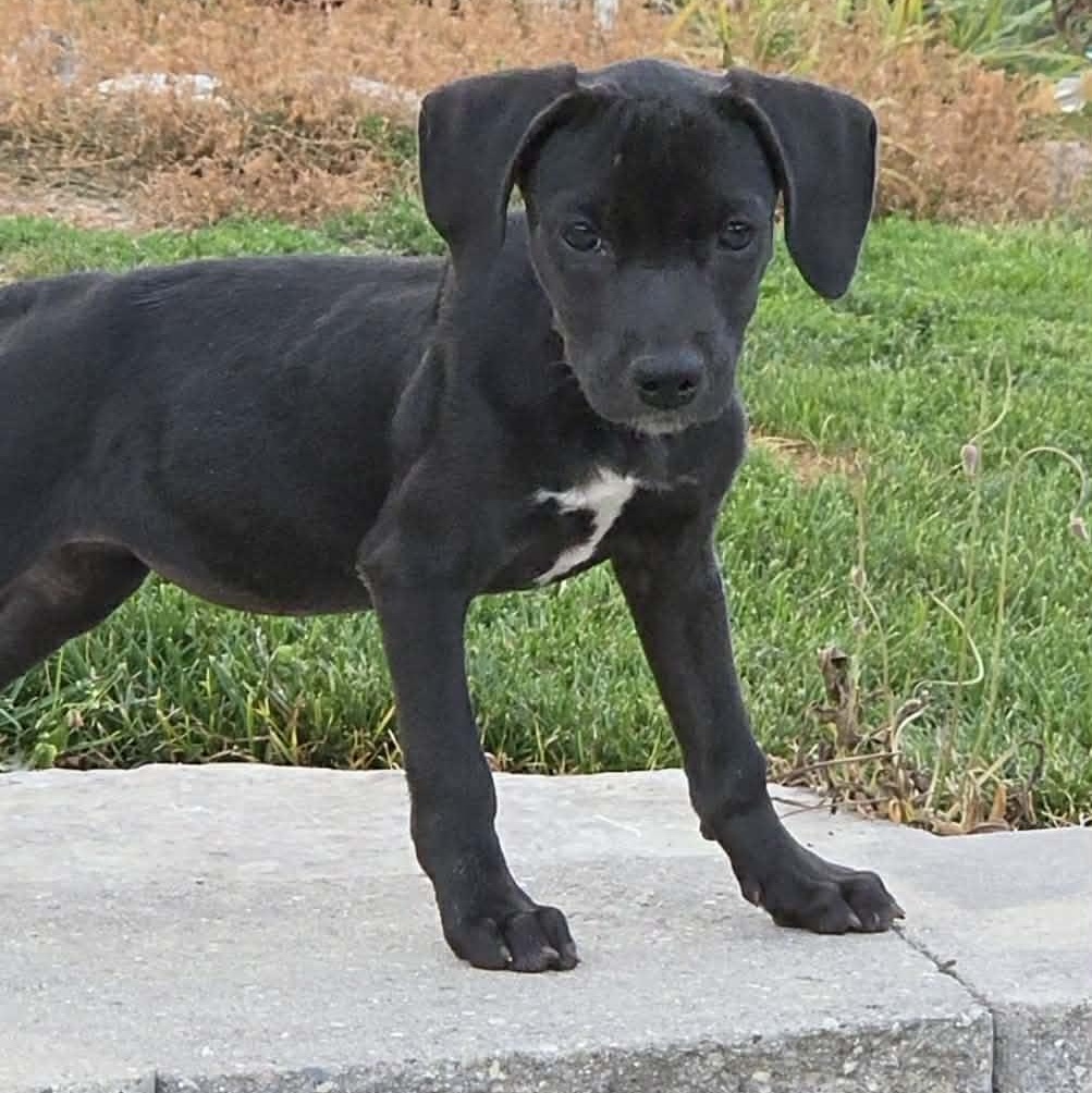 Shellie, a ADOPTABLE mixed breed in McHenry, IL image 2/3