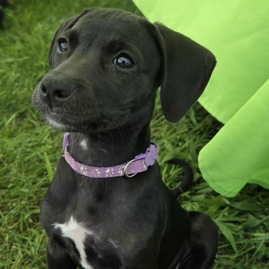Shellie, a ADOPTABLE mixed breed in McHenry, IL image 1/3