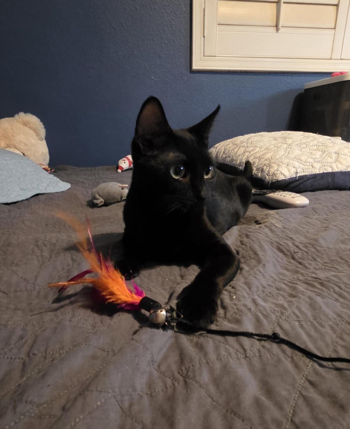 Goblin Conehead, Adoptable, Young Female Domestic Short Hair.