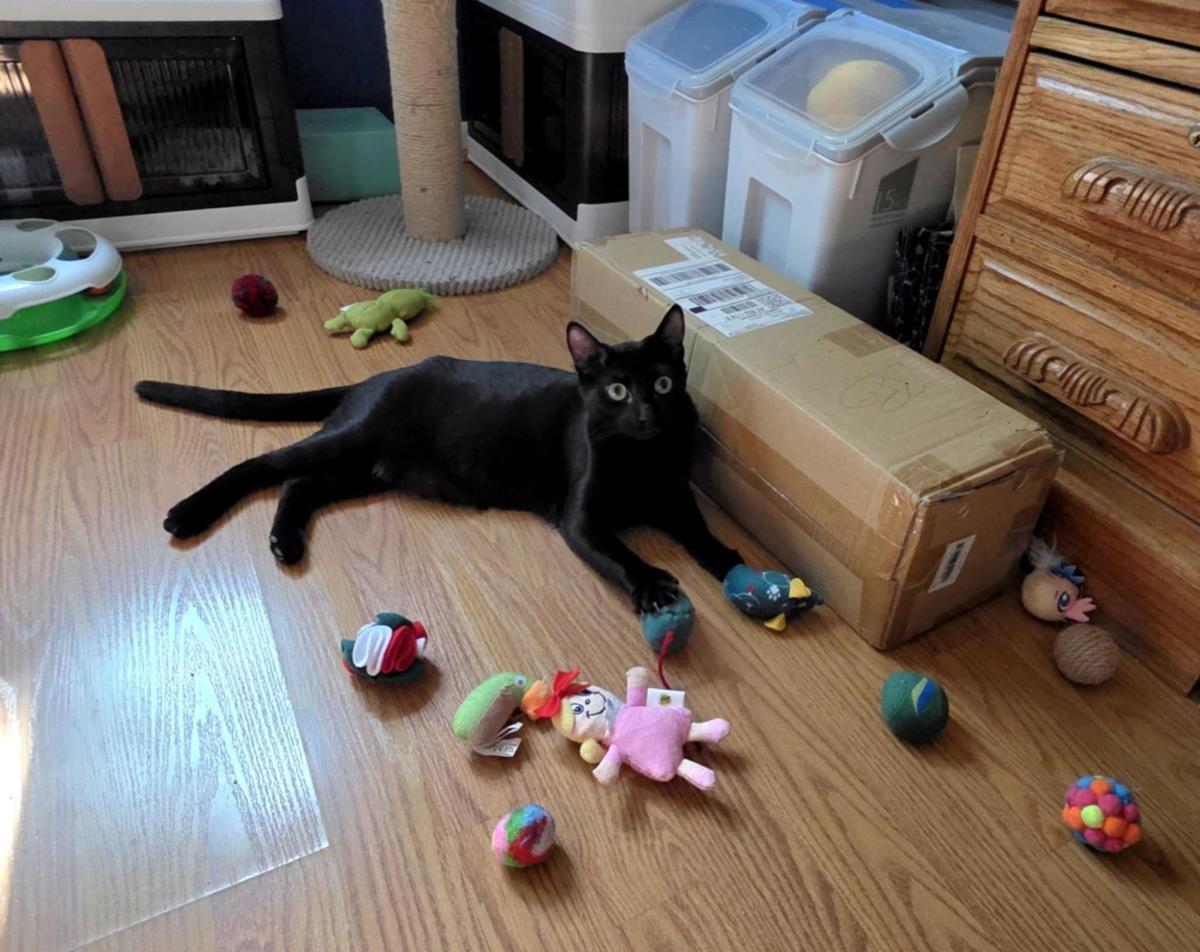 Enlarge Goblin Conehead, a Adoptable Domestic Short Hair in Chandler, AZ image 2/3