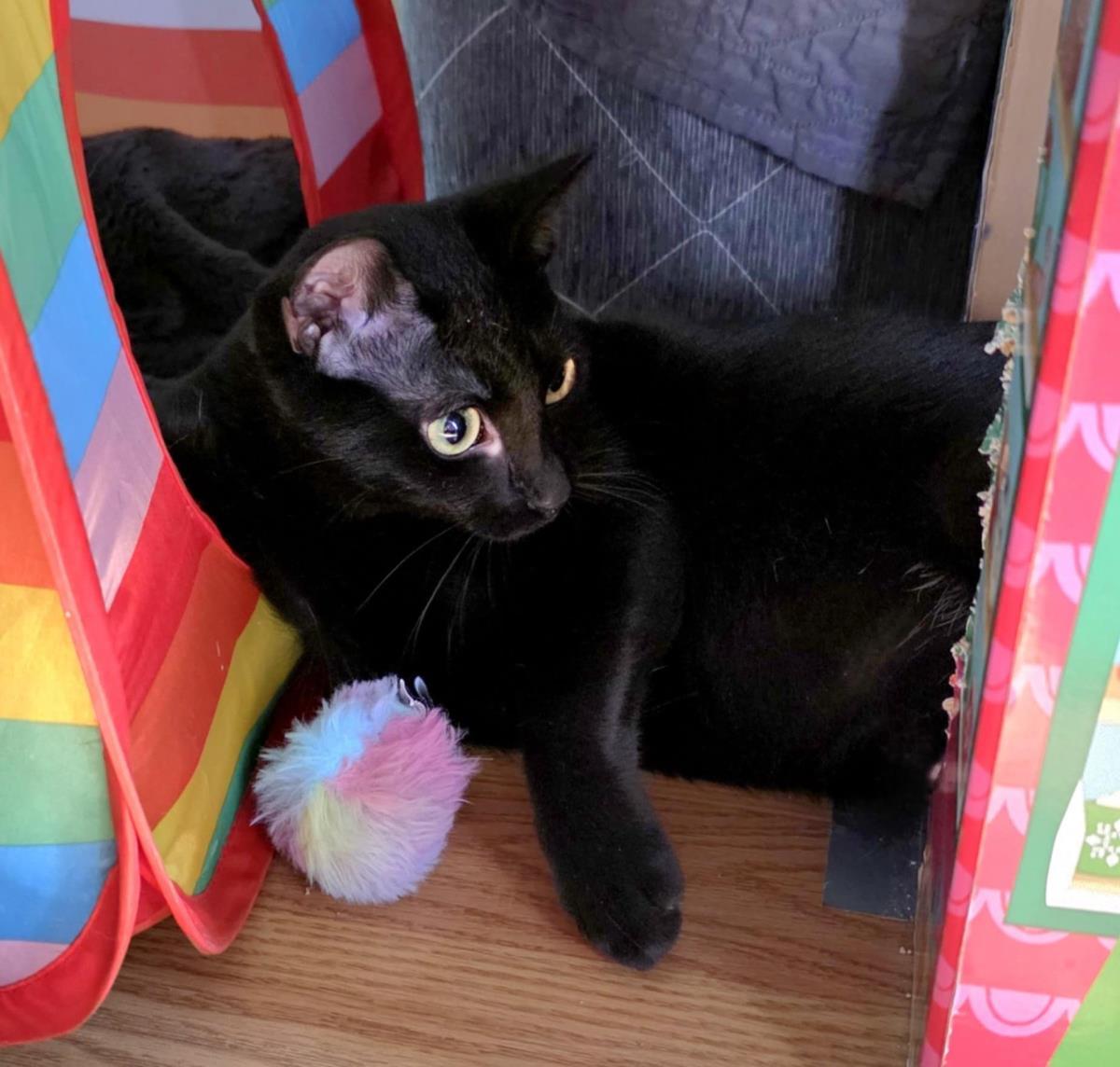 Enlarge Goblin Conehead, a Adoptable Domestic Short Hair in Chandler, AZ image 3/3