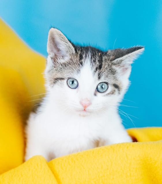 Oscar, Adoptable, Kitten Male Domestic Short Hair.