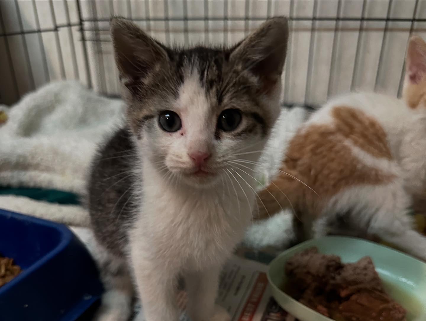 Oscar, a Adoptable mixed breed in Minneapolis, MN image 2/2