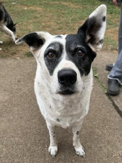 Enlarge Wilson, a Adoptable mixed breed in Seattle, WA image 1/3