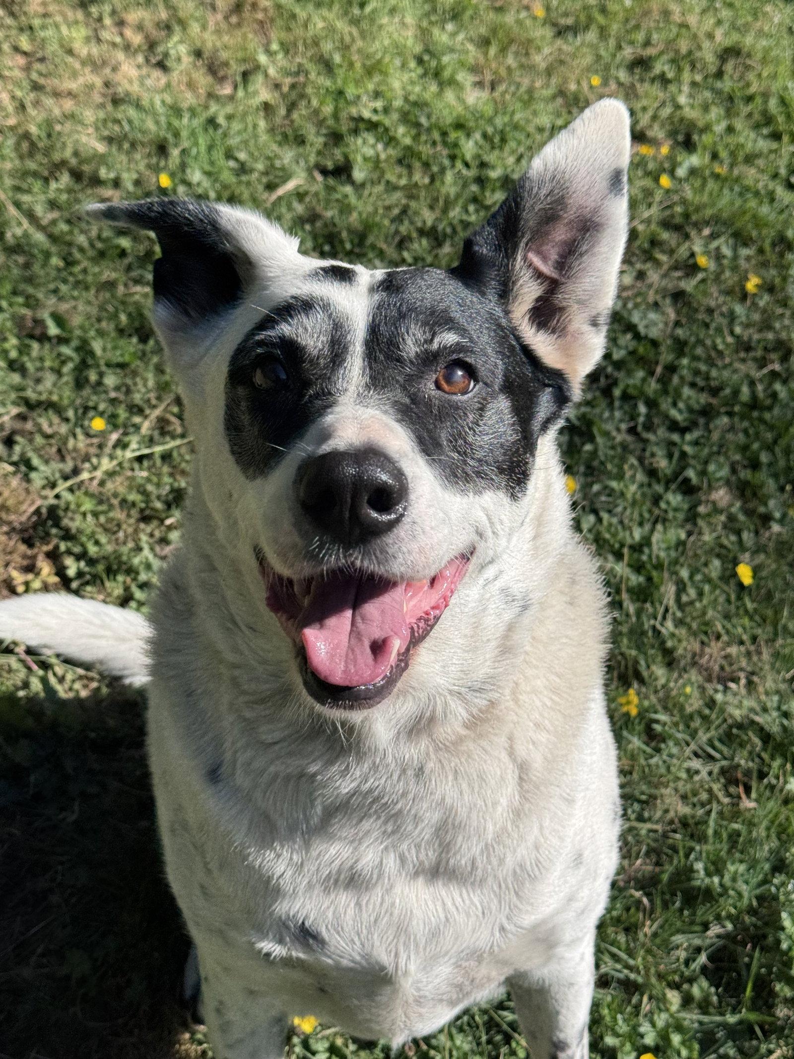 Wilson, Adoptable, Senior Male Collie & Cattle Dog.