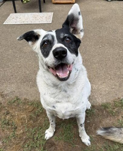 Enlarge Wilson, a Adoptable mixed breed in Seattle, WA image 3/3