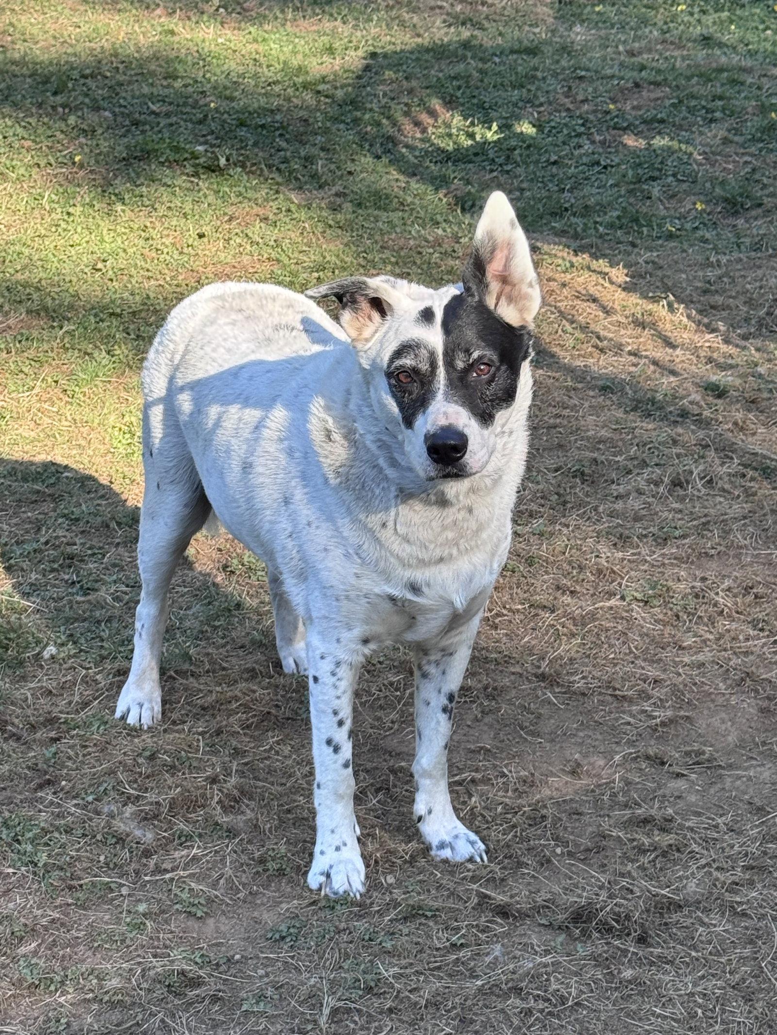 Wilson, a Adoptable mixed breed in Seattle, WA image 2/3