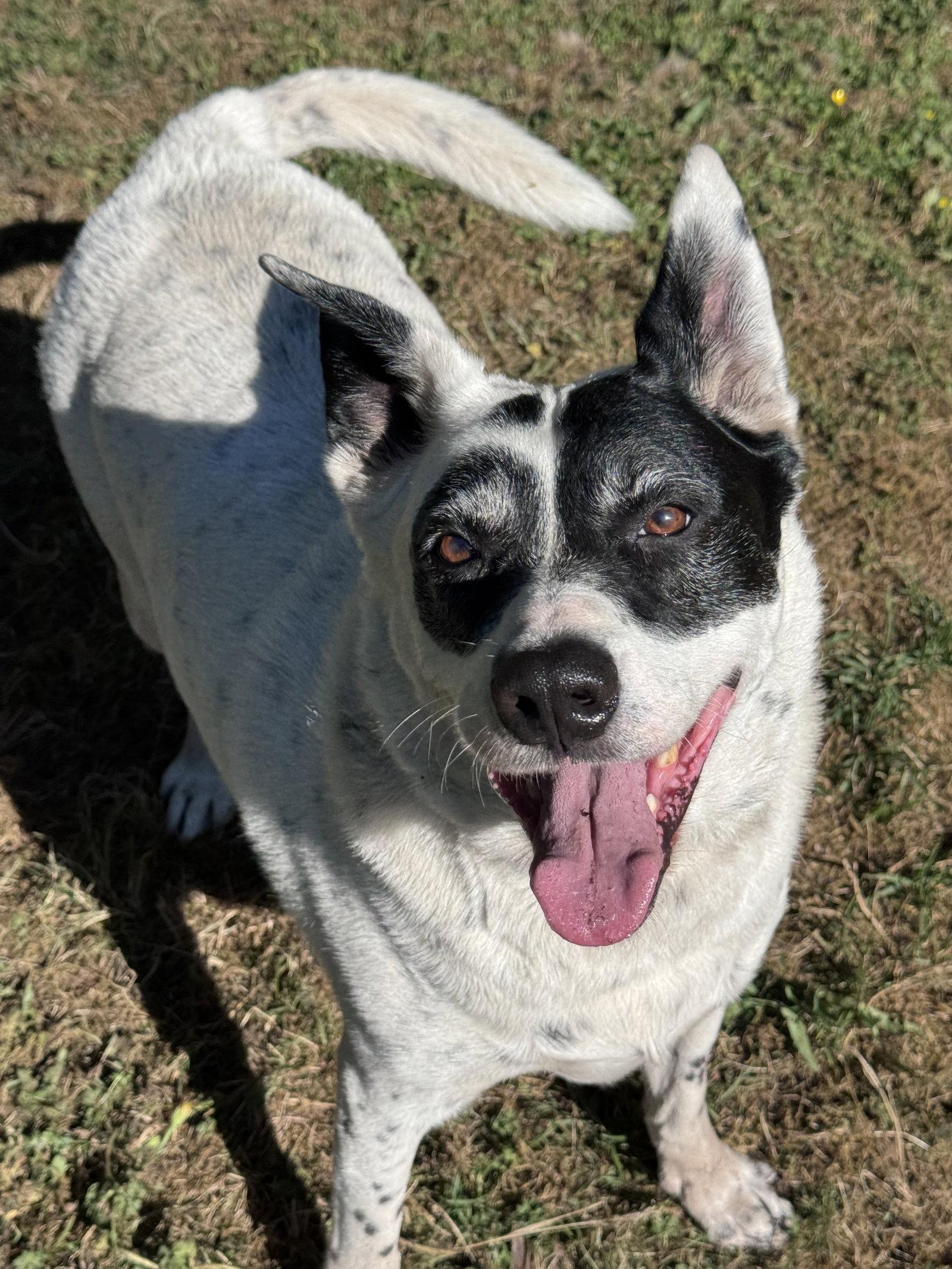 Wilson, a Adoptable mixed breed in Seattle, WA image 3/3
