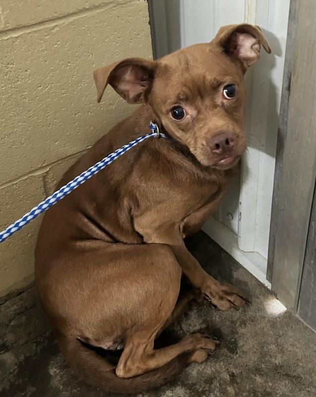 Enlarge Rosie, a Adoptable mixed breed in Aurora, IL image 4/5