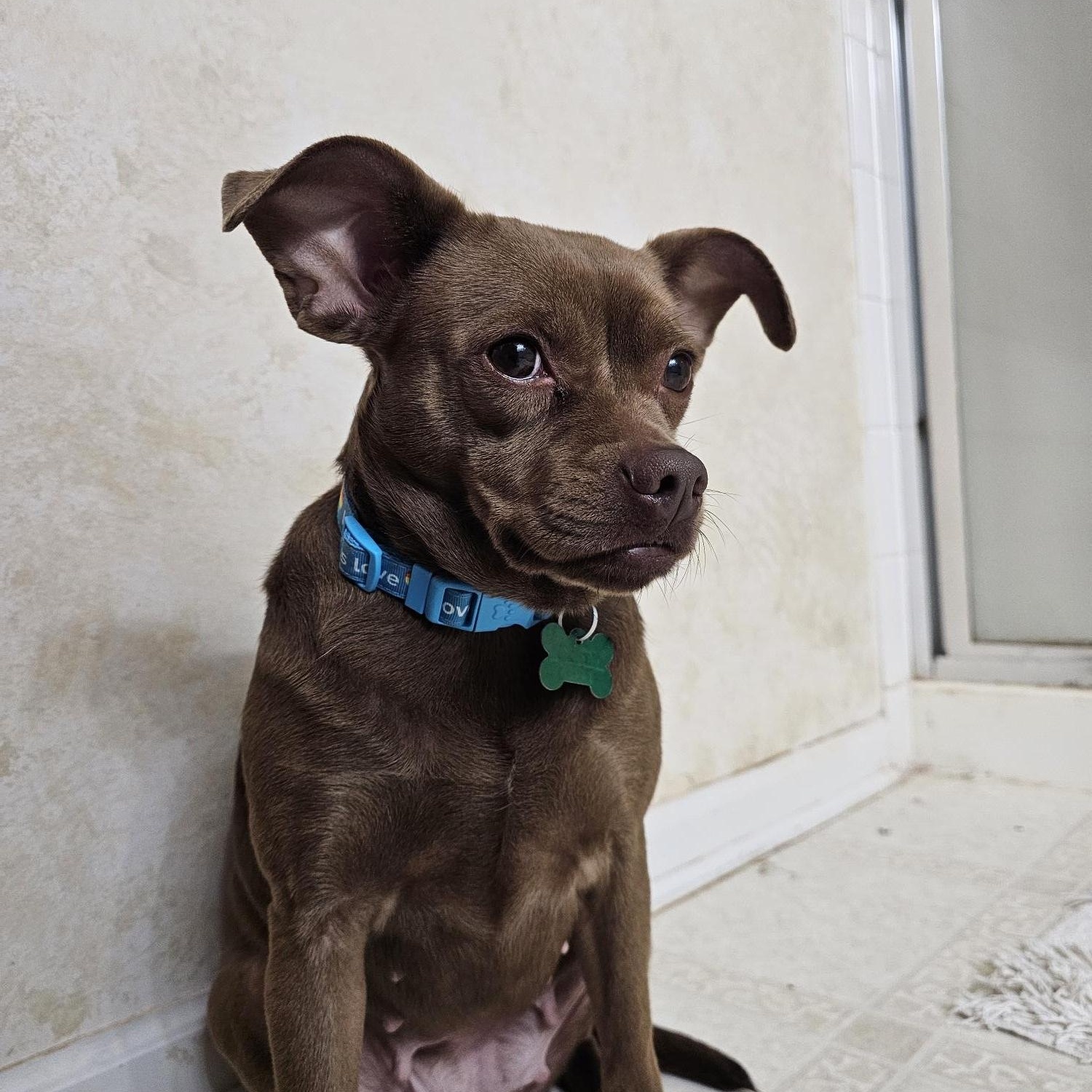Rosie, Adoptable, Adult Female Chihuahua & Pug.