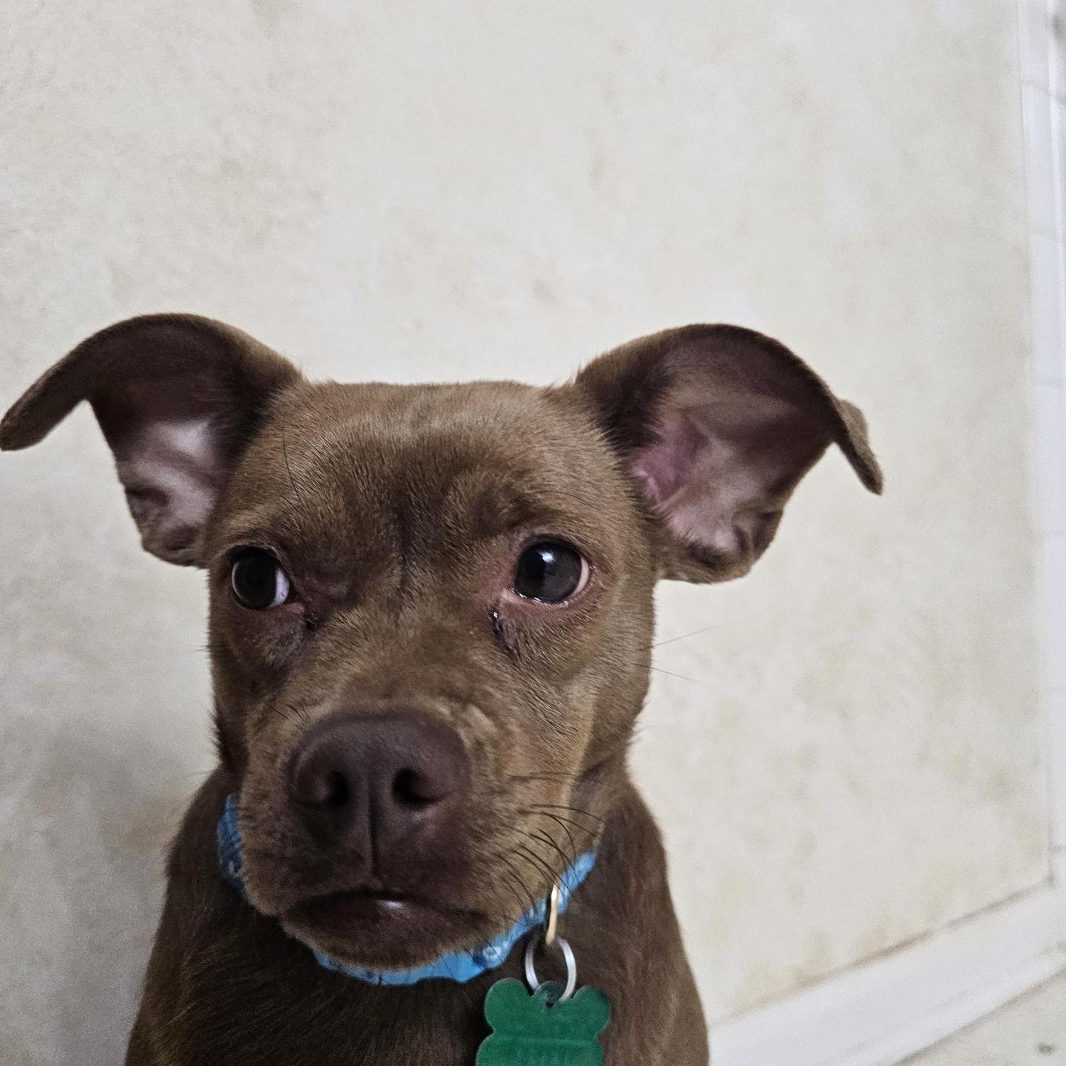 Enlarge Rosie, a Adoptable mixed breed in Aurora, IL image 3/5