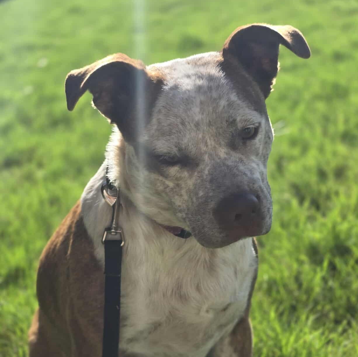 Cinnamon — thumbnail 2