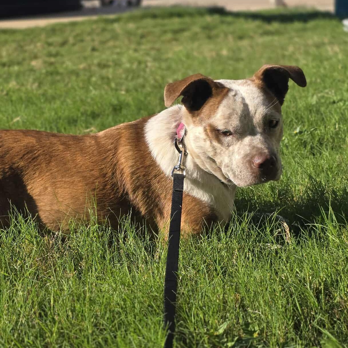 Cinnamon — thumbnail 4