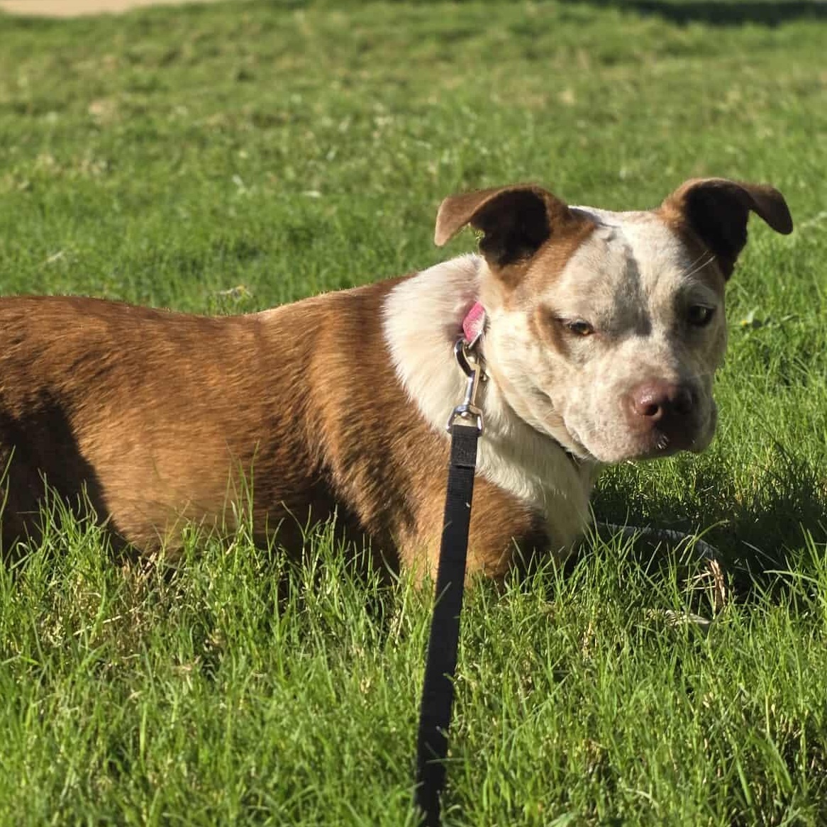 Cinnamon — thumbnail 5