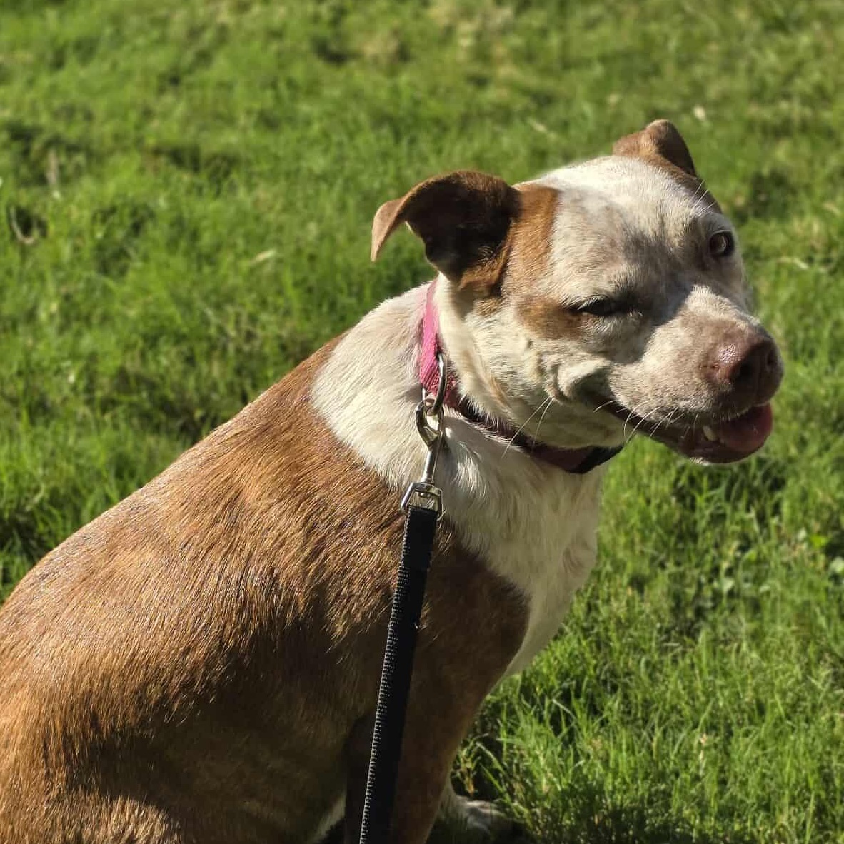 Cinnamon — thumbnail 6