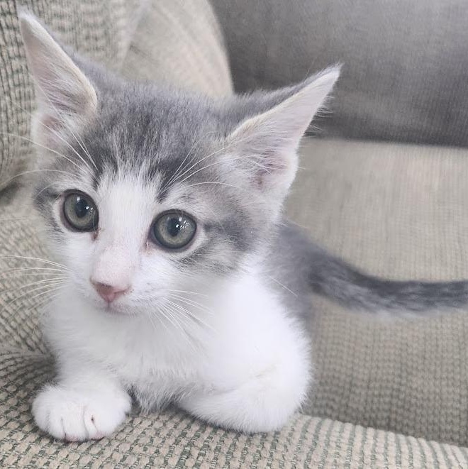 Enlarge Domino, an adopted mixed breed in Mesquite, NV image 2/2