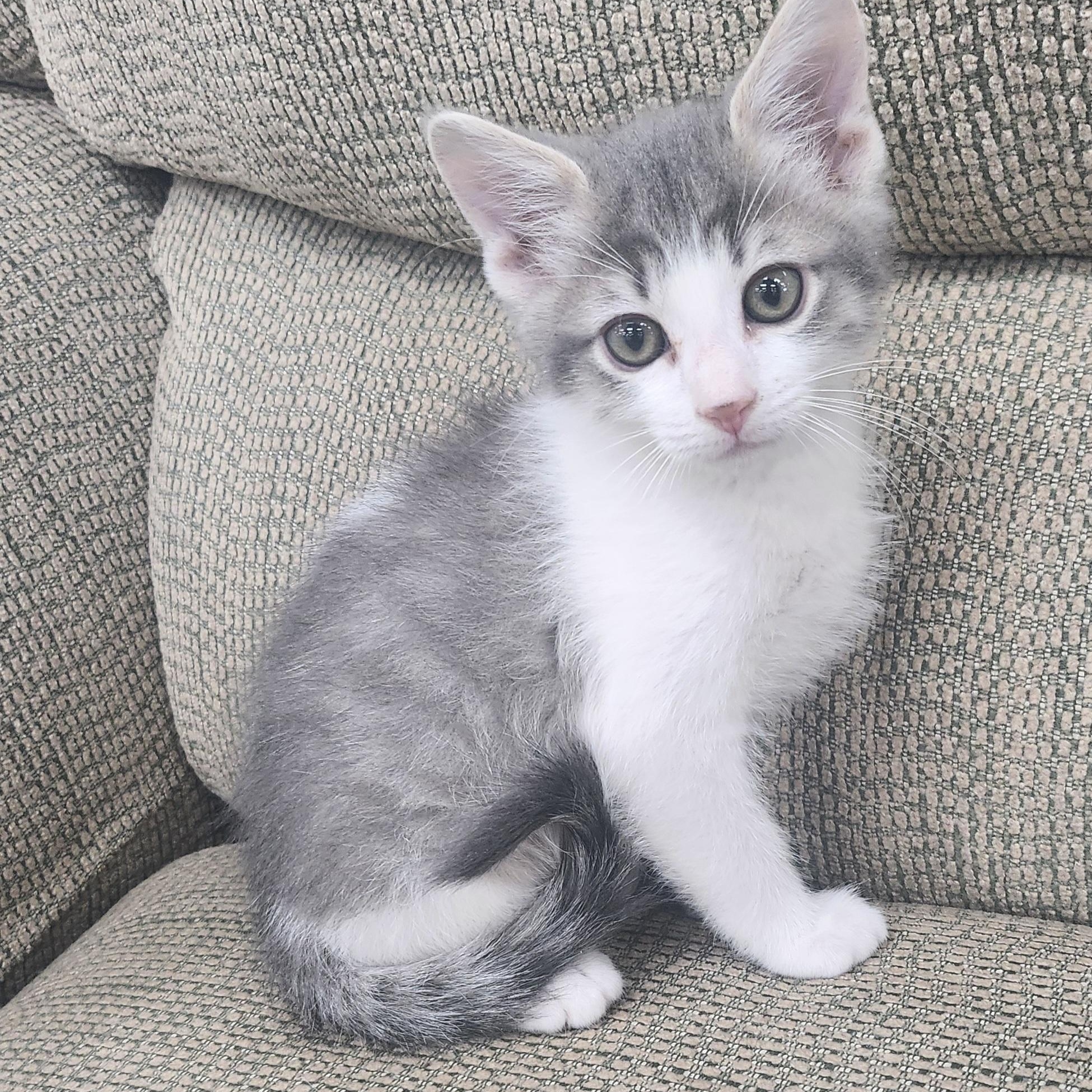 Domino, adopted, Kitten Male Domestic Medium Hair.