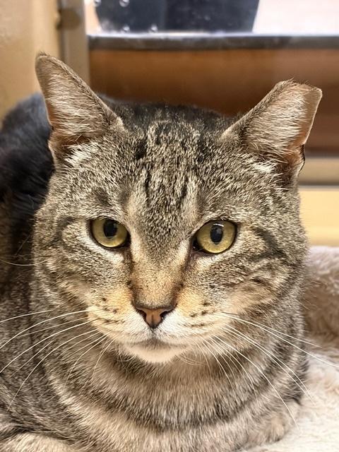 RUPERT. #3543, a ADOPTABLE Tabby in Waldorf, MD image 1/5