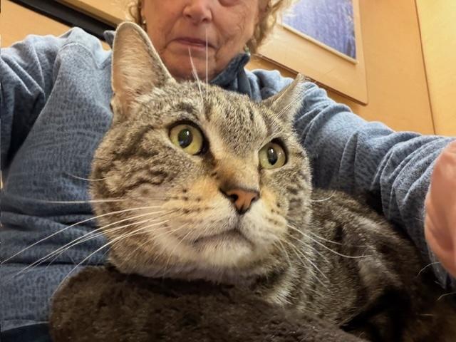 Enlarge RUPERT.  #3543, a ADOPTABLE Tabby in Bethesda, MD image 2/4