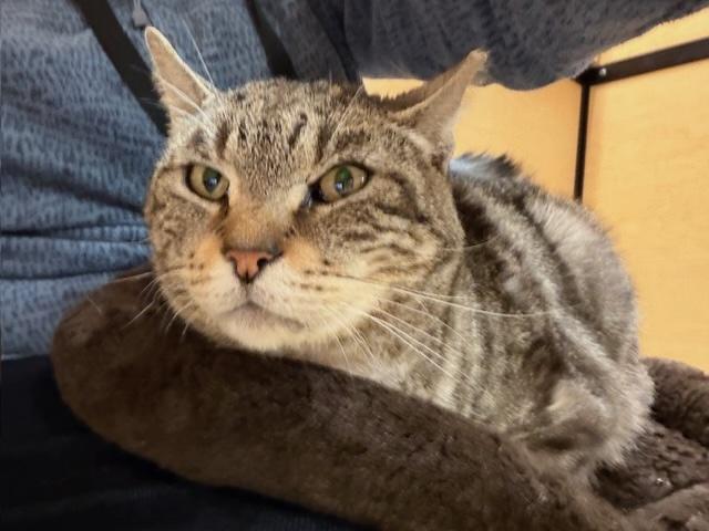 Enlarge RUPERT.  #3543, a ADOPTABLE Tabby in Bethesda, MD image 3/4