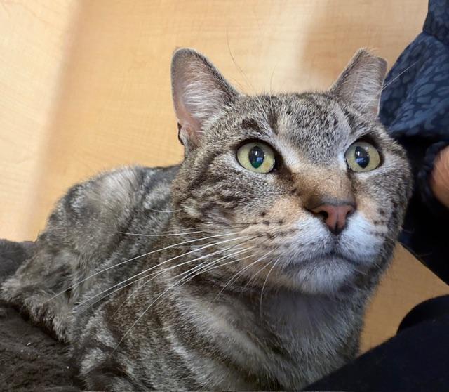 Enlarge RUPERT.  #3543, a ADOPTABLE Tabby in Bethesda, MD image 1/4