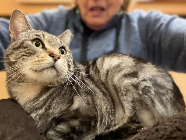 Enlarge RUPERT.  #3543, a ADOPTABLE Tabby in Bethesda, MD image 4/4