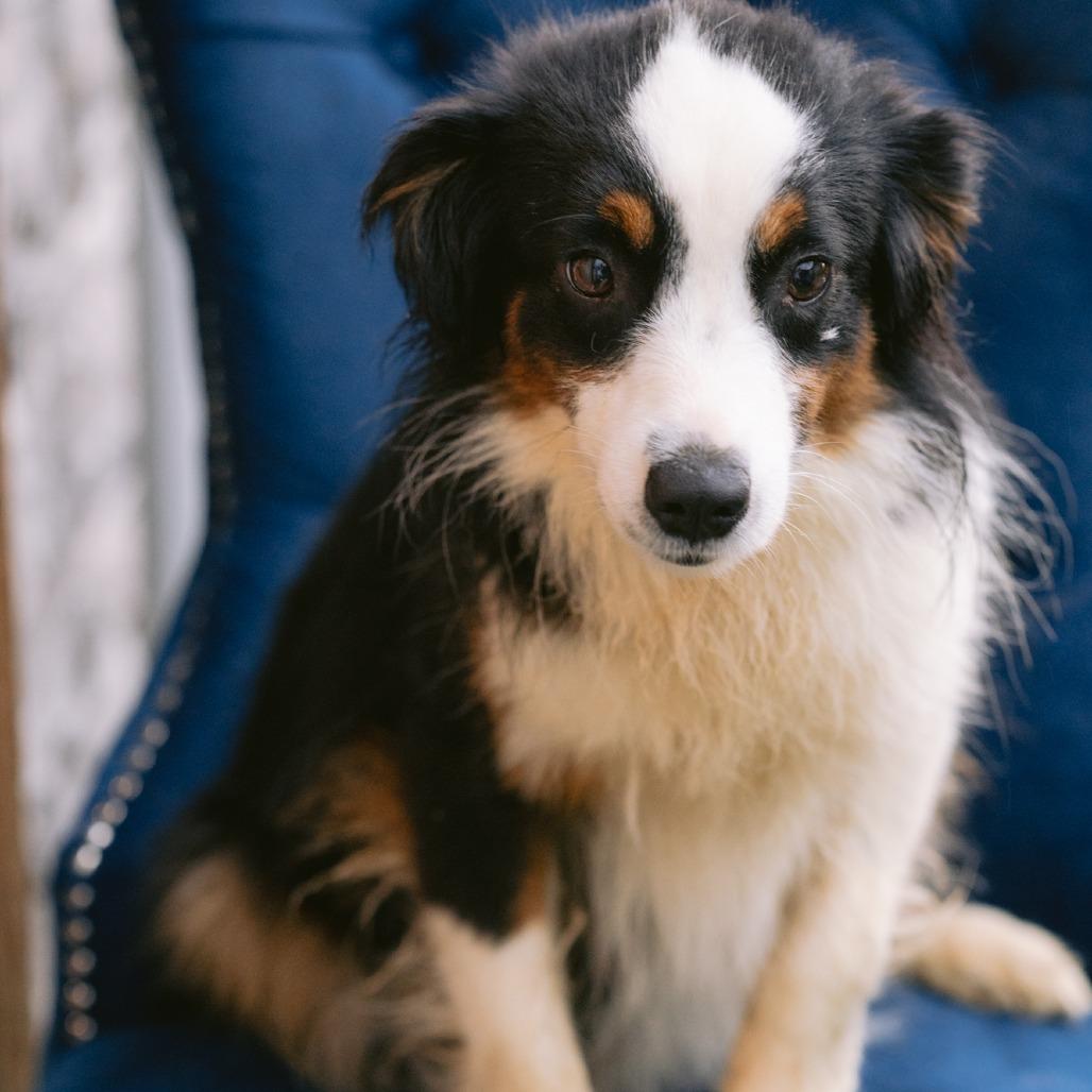Enlarge Lexi, an adopted Australian Shepherd in Zionsville, IN image 1/1