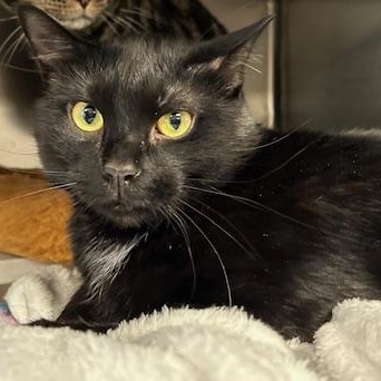 Enlarge Pooka, a ADOPTABLE Domestic Short Hair in Stanhope, NJ image 2/4