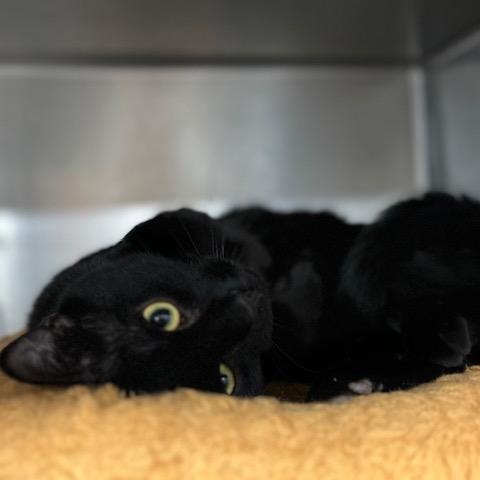 Enlarge Pooka, a ADOPTABLE Domestic Short Hair in Stanhope, NJ image 3/4