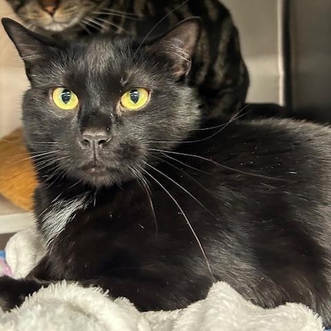 Enlarge Pooka, a ADOPTABLE Domestic Short Hair in Stanhope, NJ image 1/4