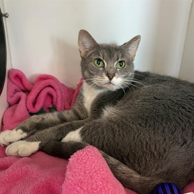 PRECIOUS, Adoptable, Adult Female Domestic Short Hair.