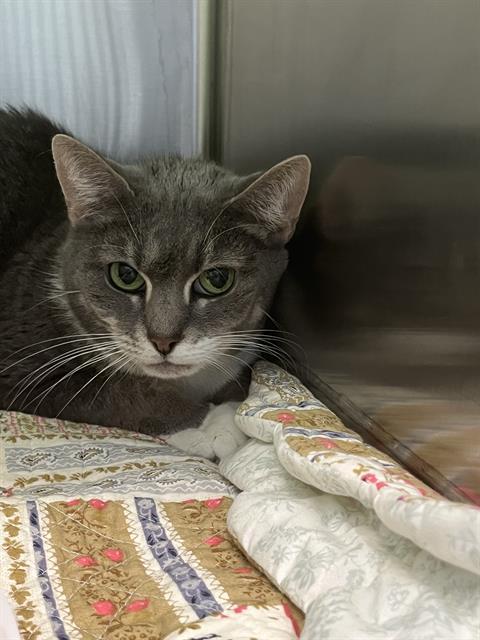 Enlarge PRECIOUS, a Adoptable Domestic Short Hair in Centerville, MA image 1/1