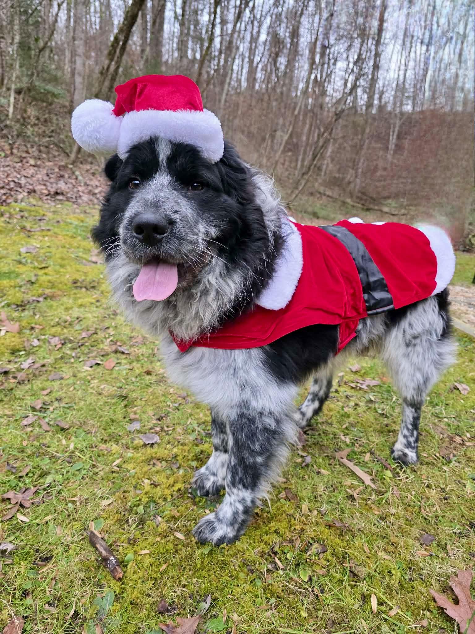 Enlarge Thane, a Adoptable mixed breed in Sevierville, TN image 4/5