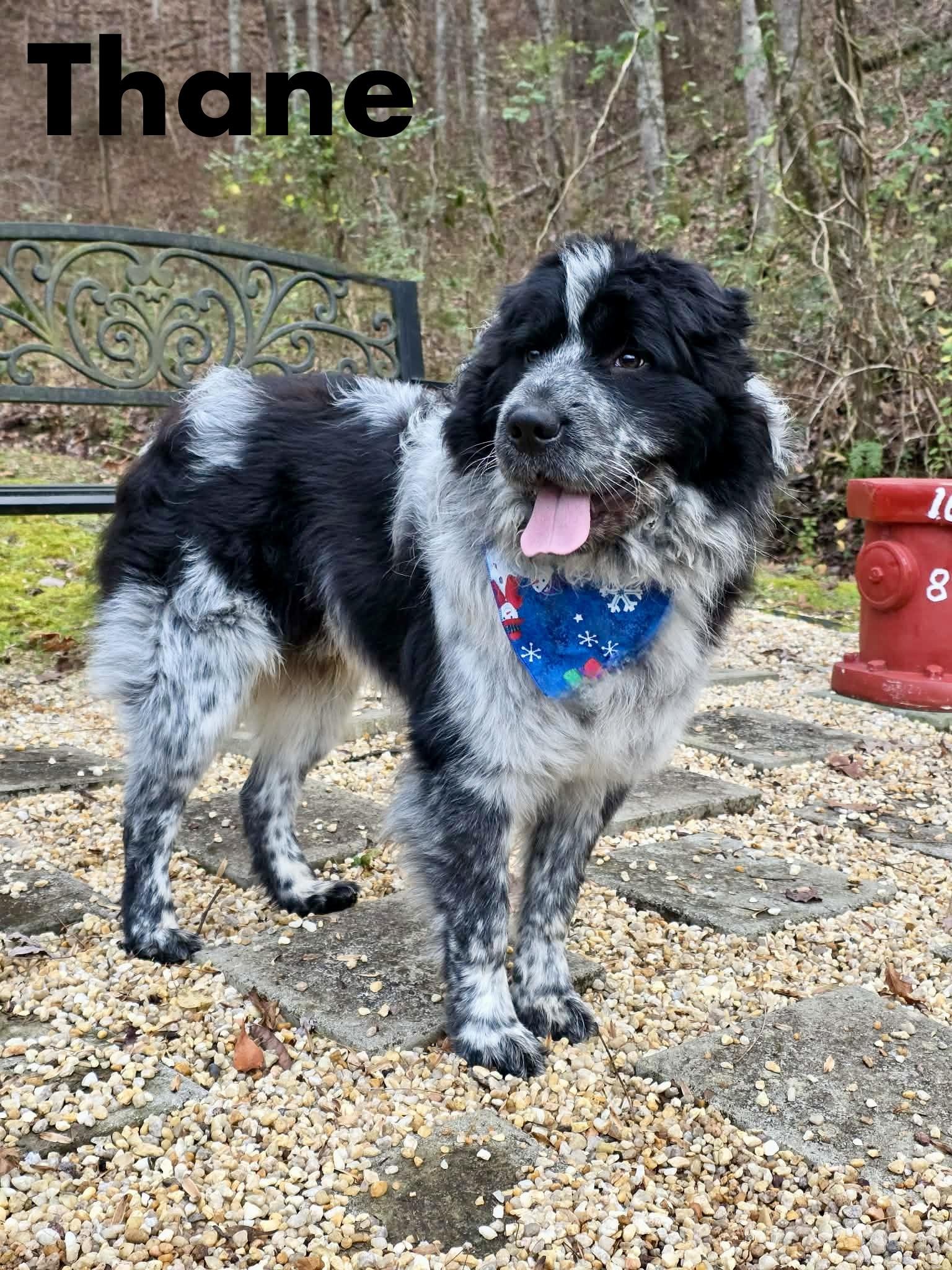 Thane, Adoptable, Young Male Australian Shepherd & Shar-Pei.